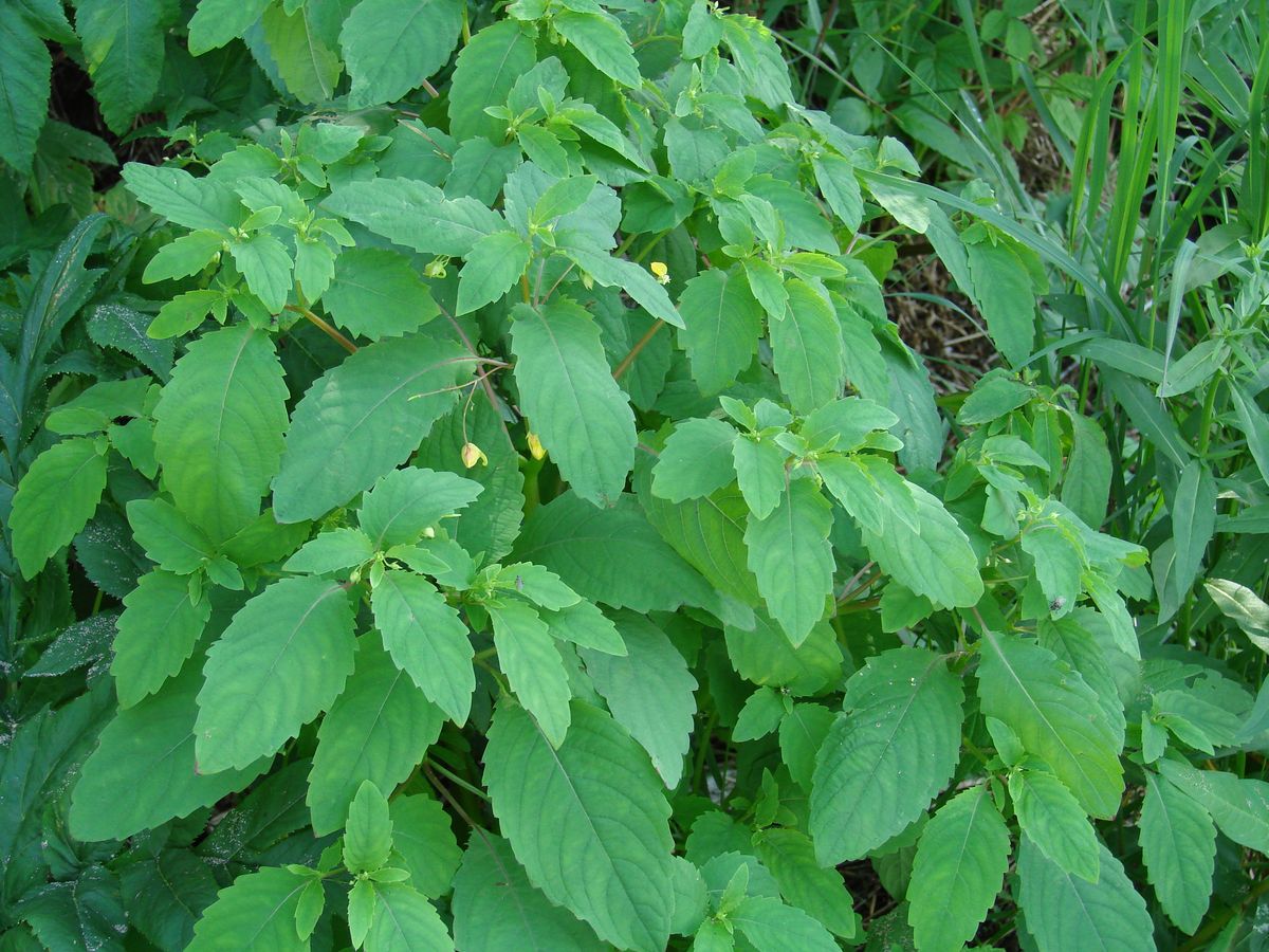 Image of Impatiens noli-tangere specimen.