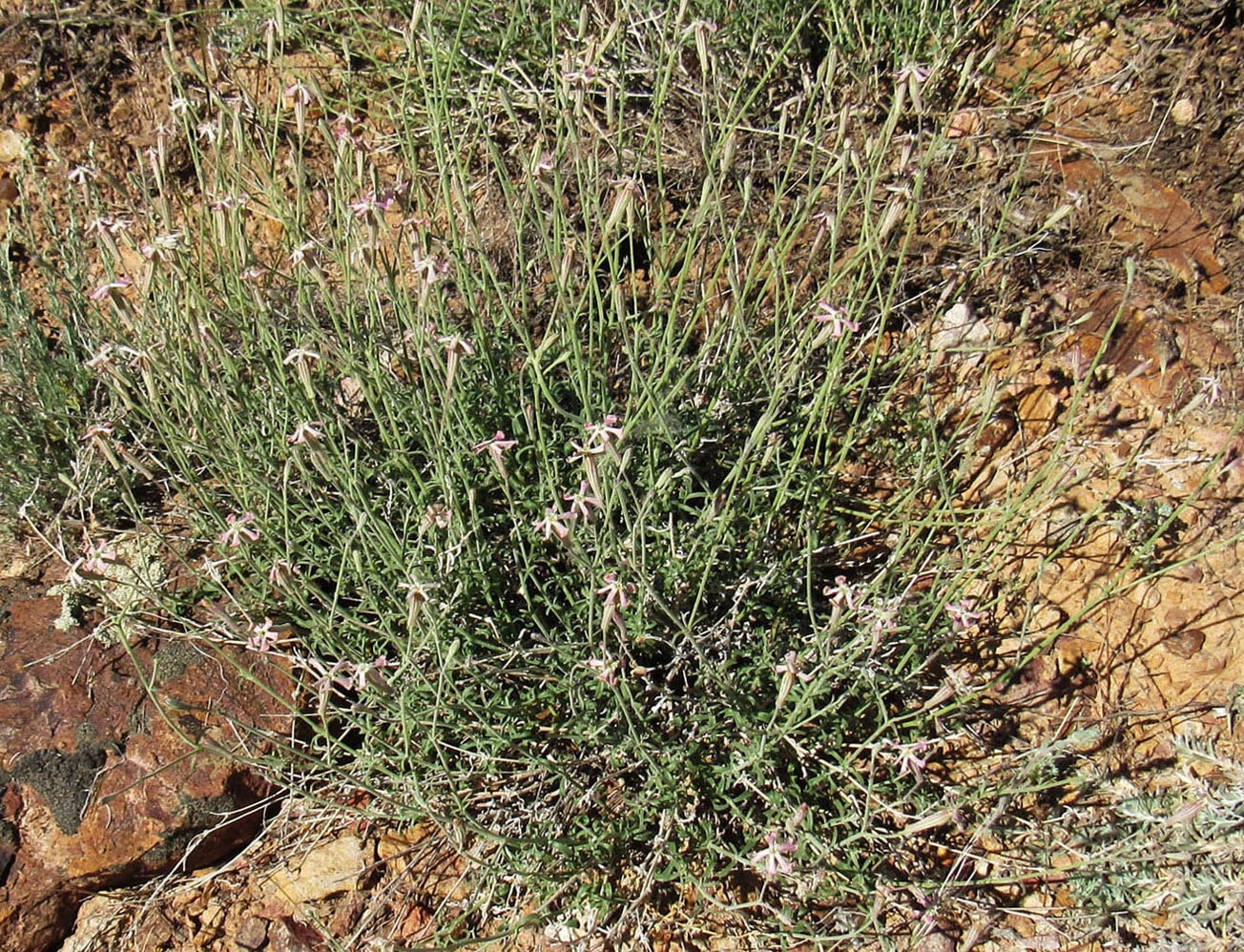 Image of Silene fruticulosa specimen.