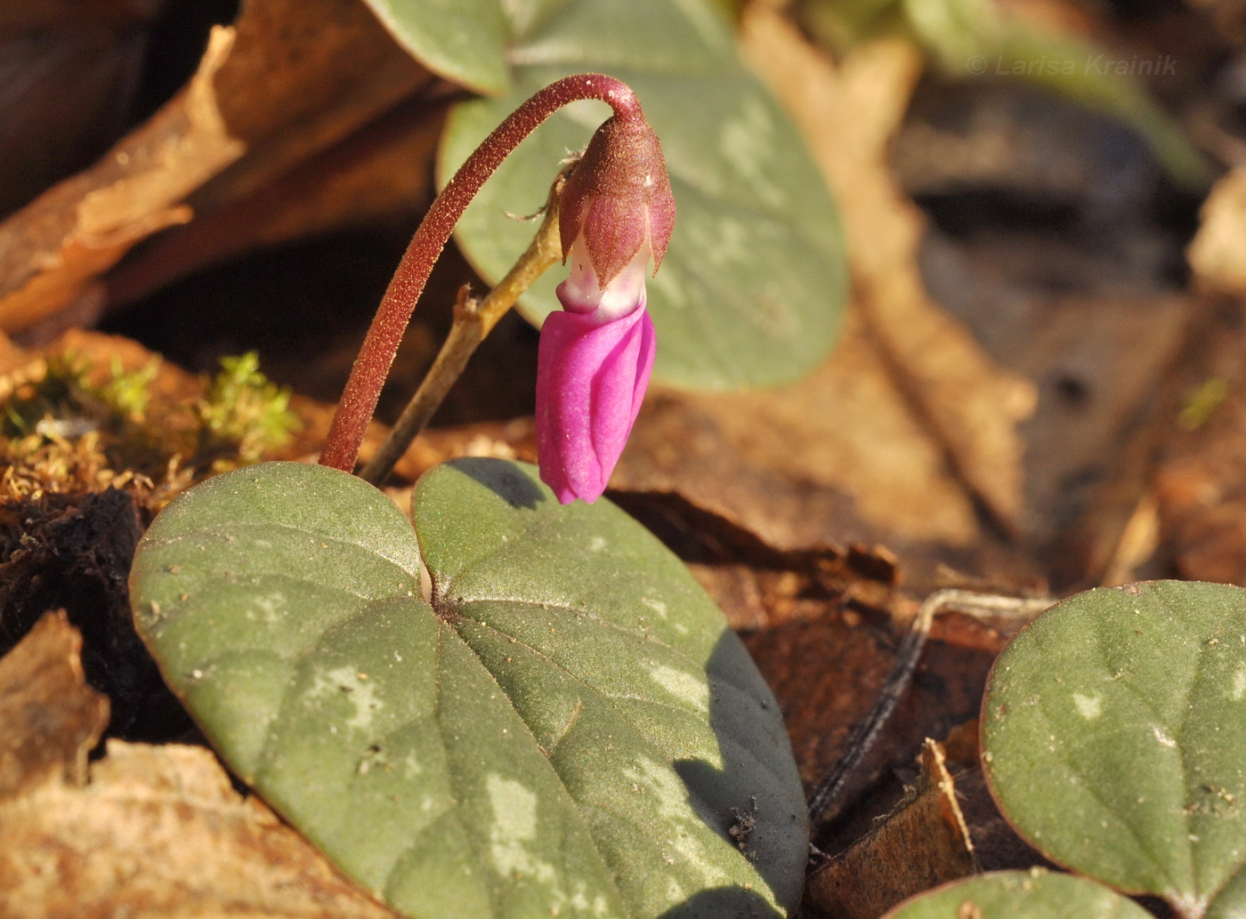 Image of Cyclamen coum specimen.