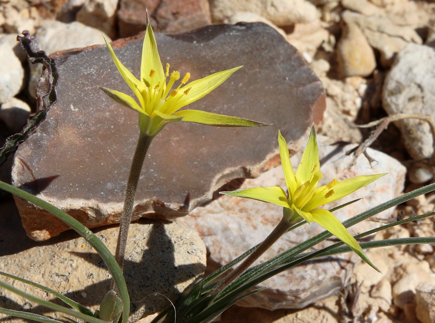 Image of Gagea reticulata specimen.