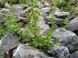 Galium tianschanicum. Цветущее растение на каменистой россыпи. Казахстан, Туркестанская обл., Толебийский р-н, территория Сайрам-Угамского национального парка; Угамский хр., верховья р. Сайрам-Су, ≈ 2450 м н.у.м. 03.07.2019.