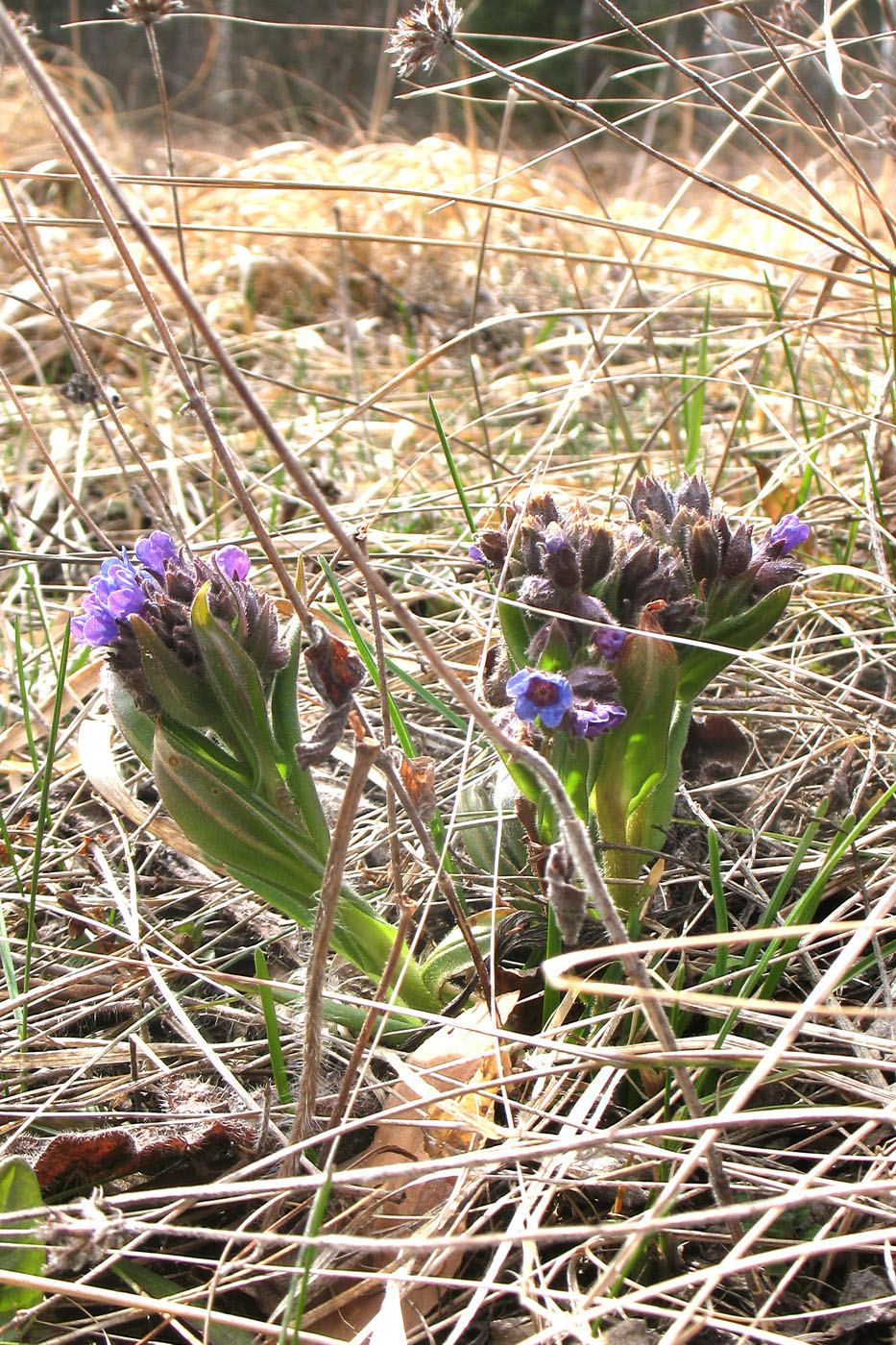 Изображение особи Pulmonaria angustifolia.