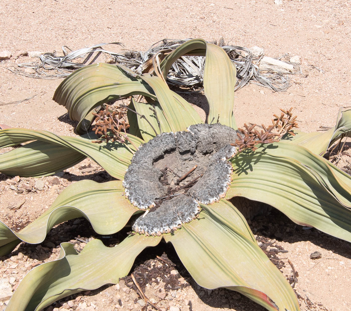 Image of Welwitschia mirabilis specimen.