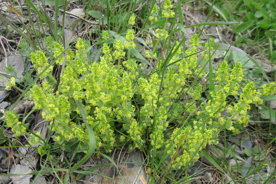 Image of genus Cruciata specimen.