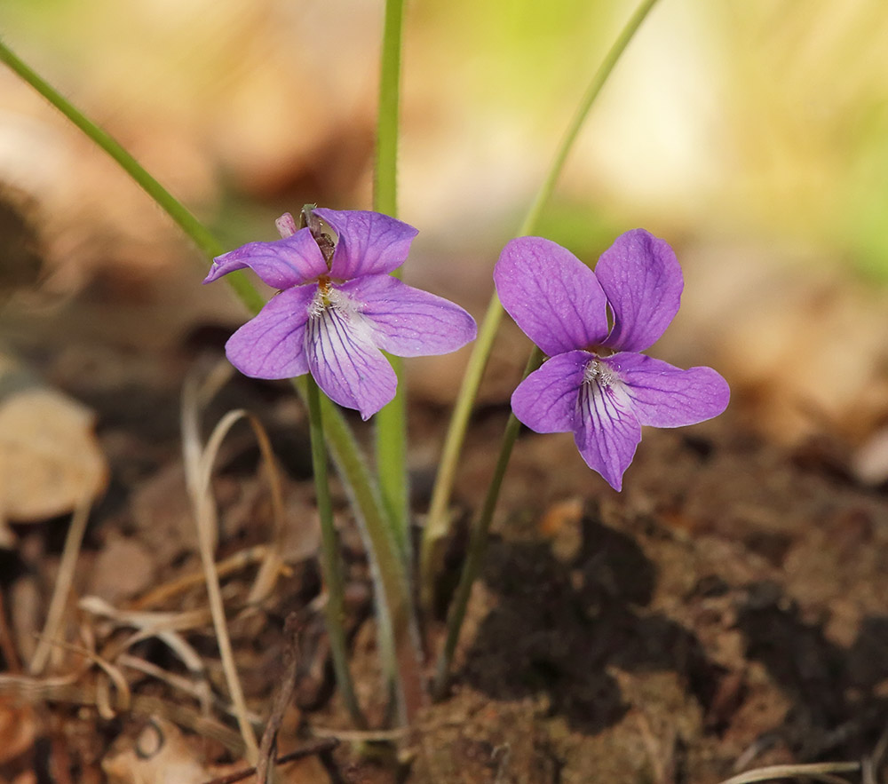 Изображение особи Viola dactyloides.