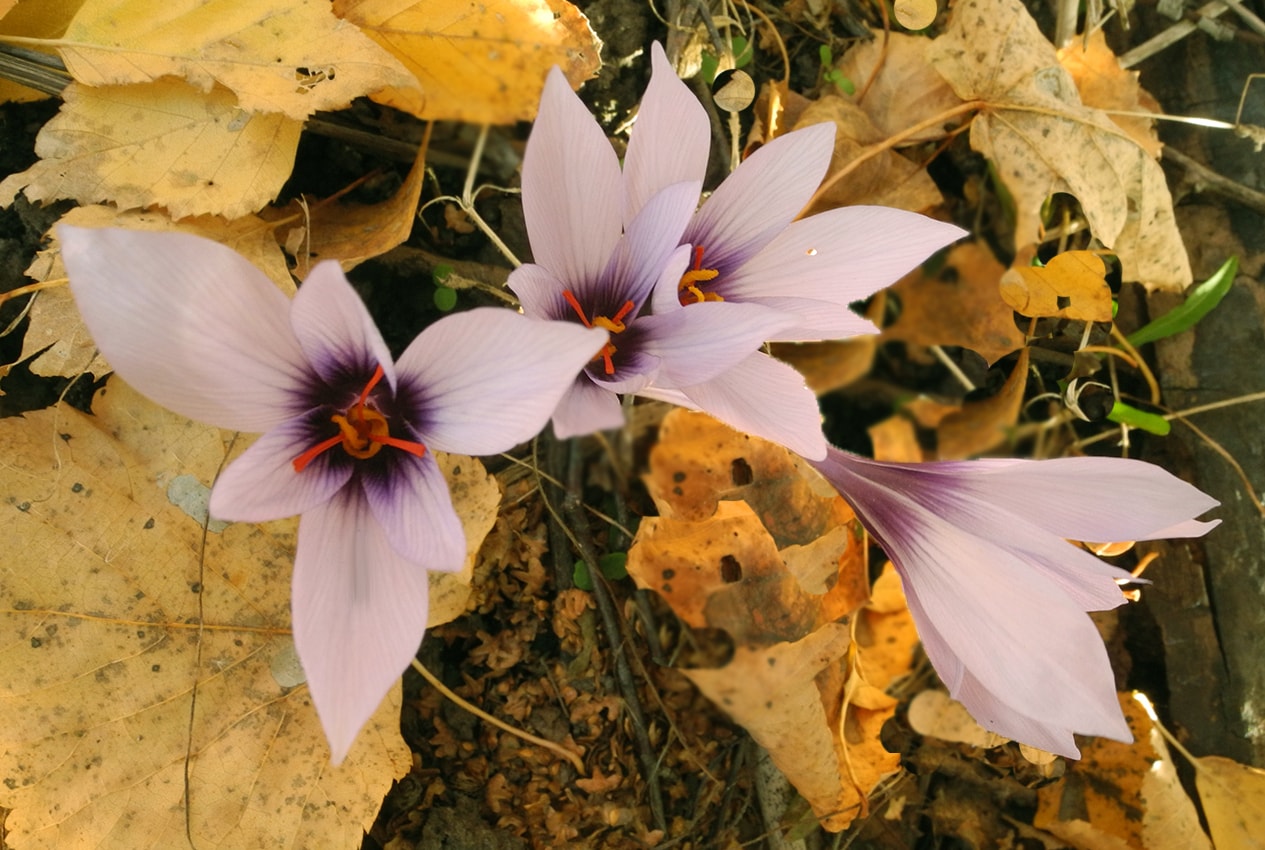 Изображение особи Crocus mathewii.