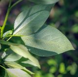 genus Populus. Листья с обратной стороны. Пермский край, г. Пермь, Кировский р-н, окр. дер. Оборино, освобожденный от паводковых вод песчаный берег. 06.06.2020.