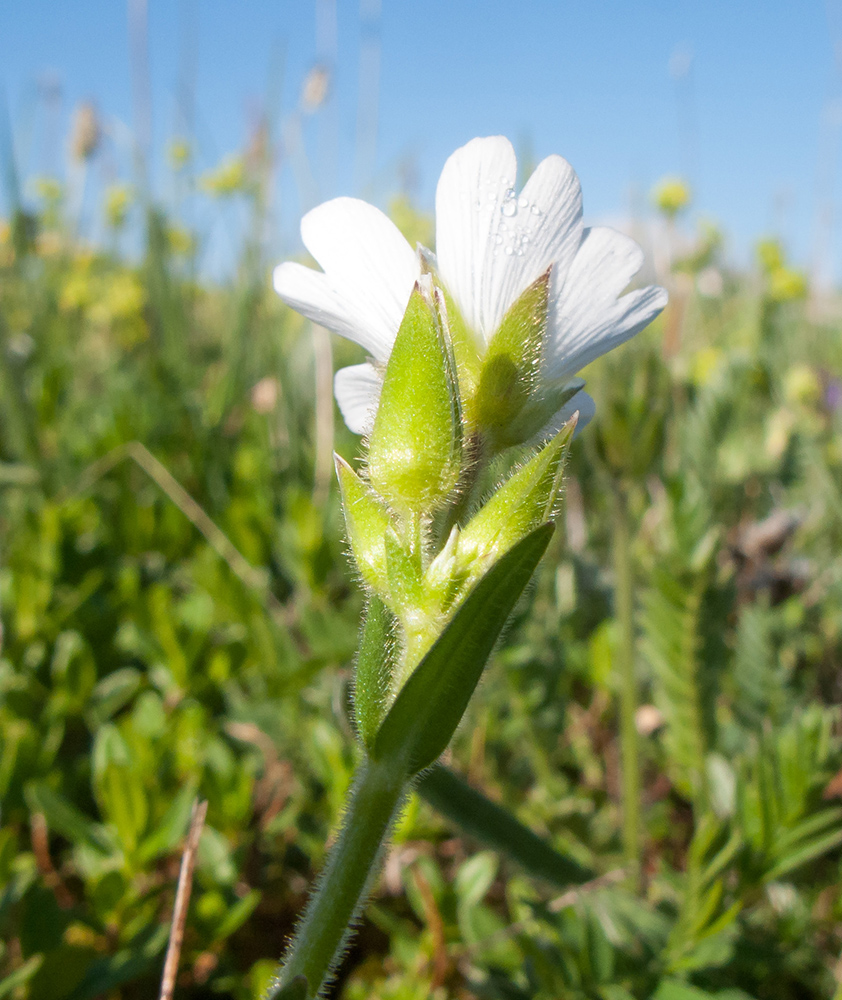 Image of Cerastium purpurascens specimen.