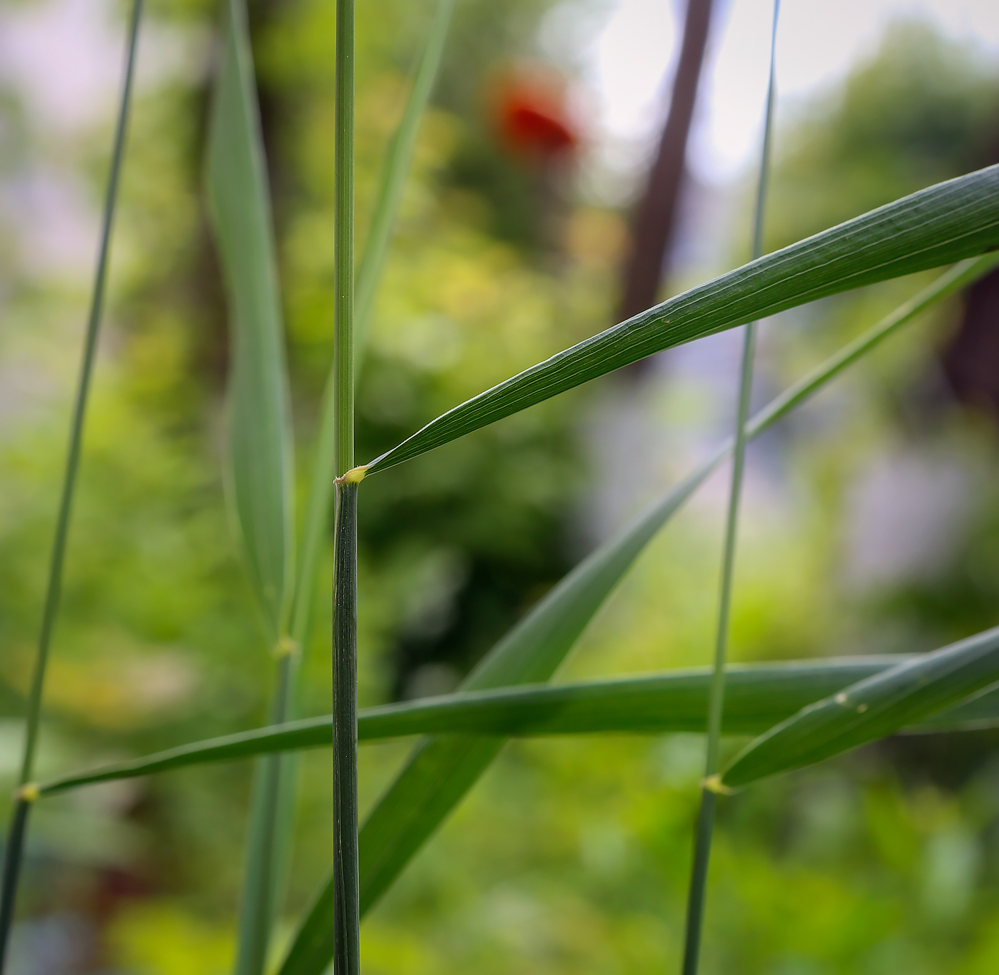 Изображение особи Elytrigia repens.