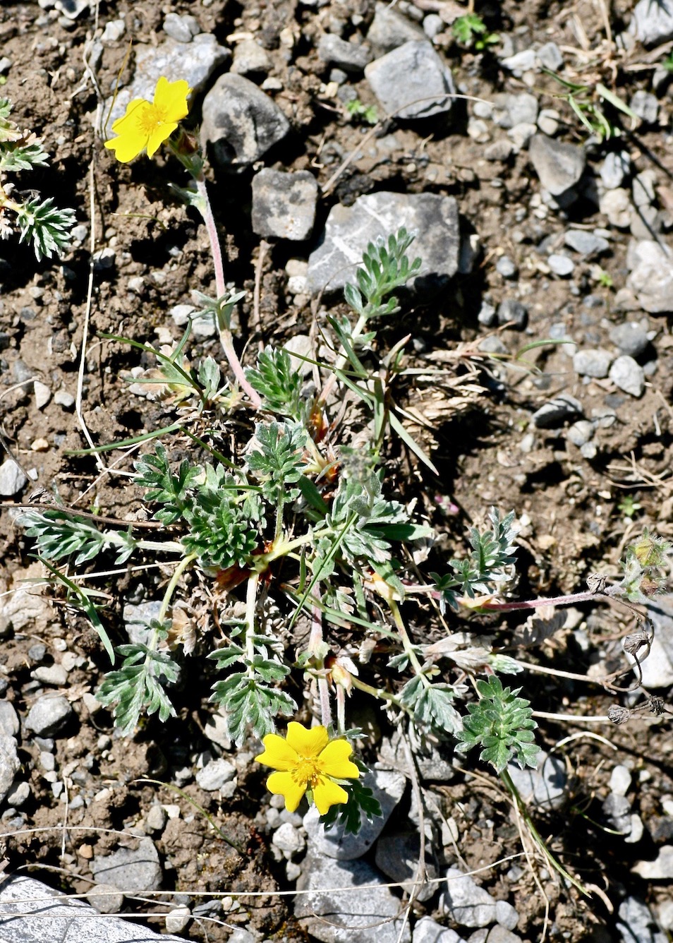 Image of Potentilla pamiroalaica specimen.