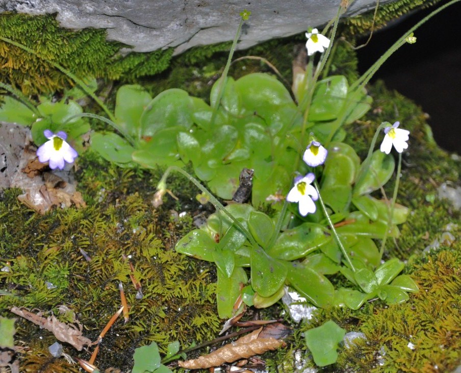 Image of Pinguicula hirtiflora specimen.