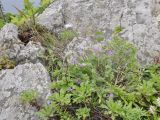 Oxytropis mandshurica. Цветущее и плодоносящее растение в сообществе с Artemisia japonica, Silene foliosa и др. Приморский край, Владивостокский ГО, о. Рикорда, скалистый берег моря. 25.07.2020.