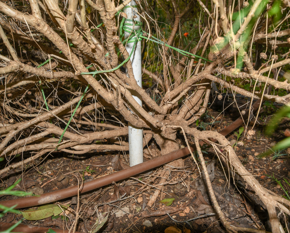 Image of Argyranthemum frutescens specimen.