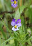 Viola tricolor. Цветок. Костромская обл., Кологривский р-н, урочище Княжая Пустынь, северный склон Святой Горы, луг. 29 августа 2020 г.