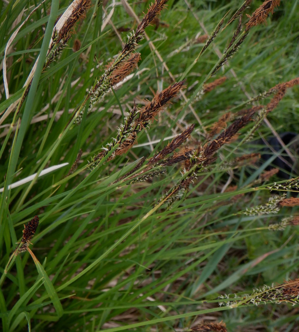 Image of Carex cespitosa specimen.