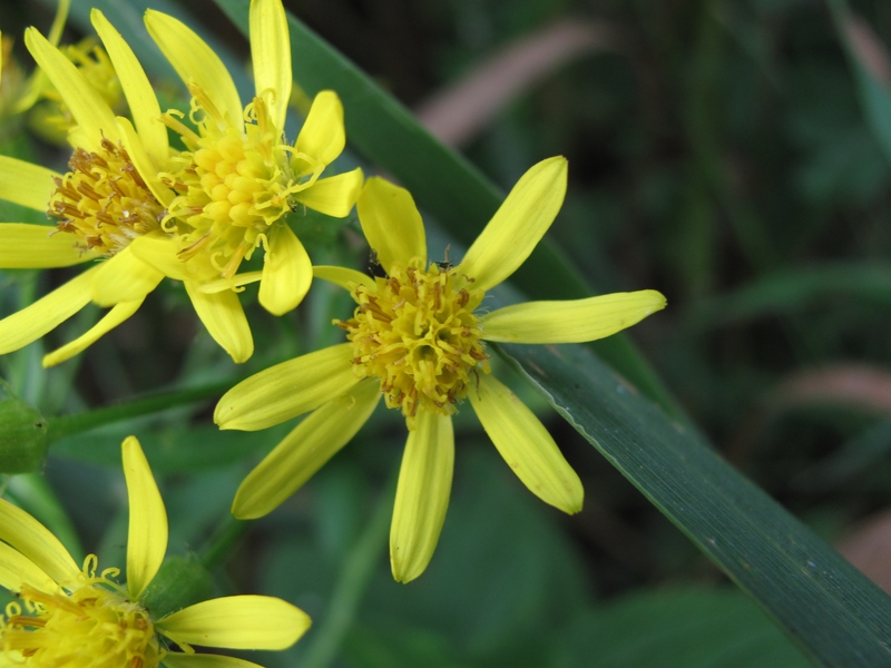 Image of Senecio sarracenicus specimen.