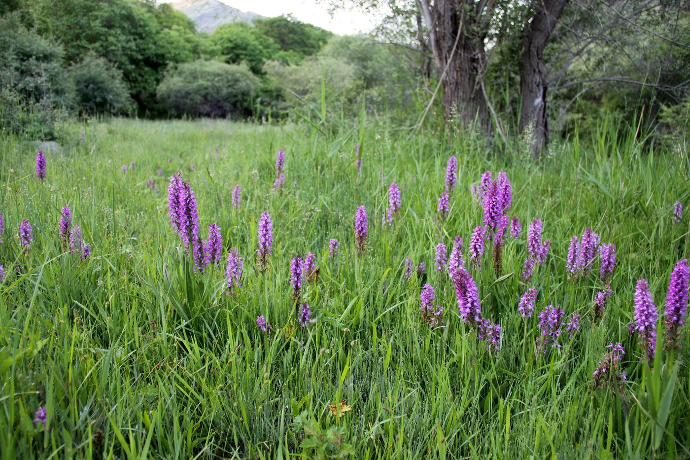 Image of Dactylorhiza umbrosa specimen.