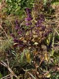 Смотреть изображение Ocimum basilicum