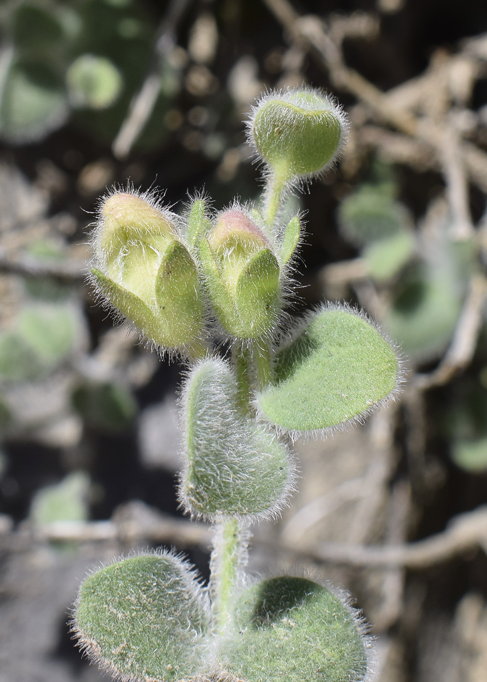 Image of Antirrhinum molle specimen.