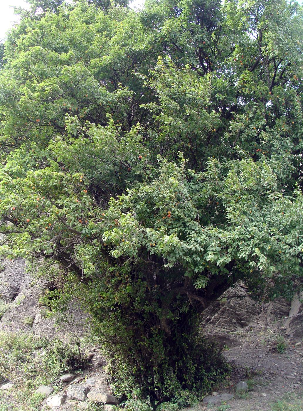 Image of Prunus cerasifera specimen.