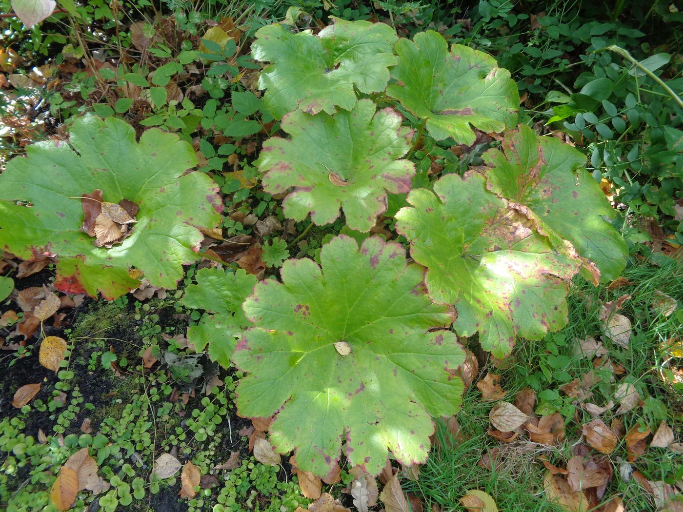 Изображение особи Darmera peltata.