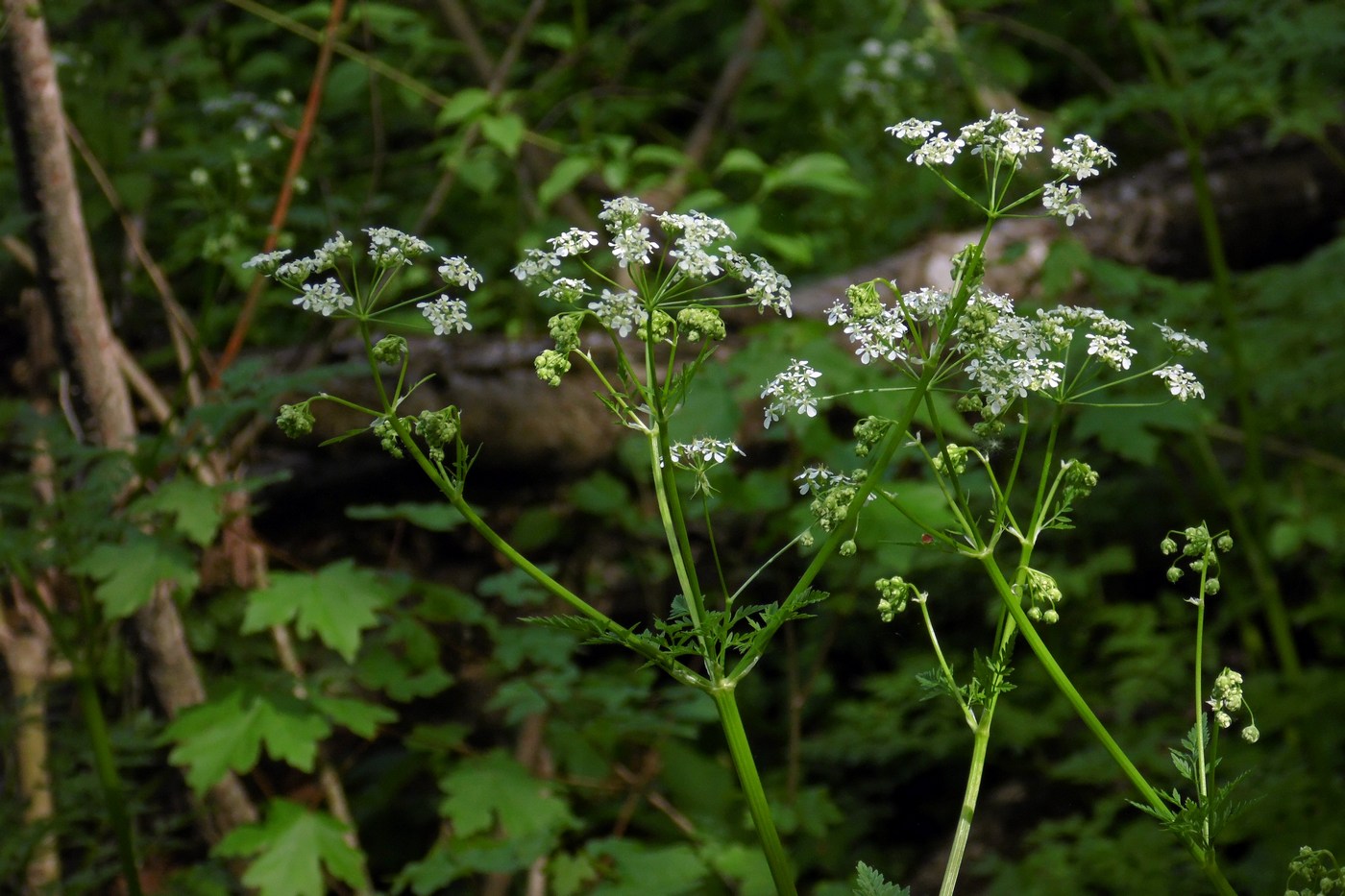 Изображение особи Anthriscus sylvestris.