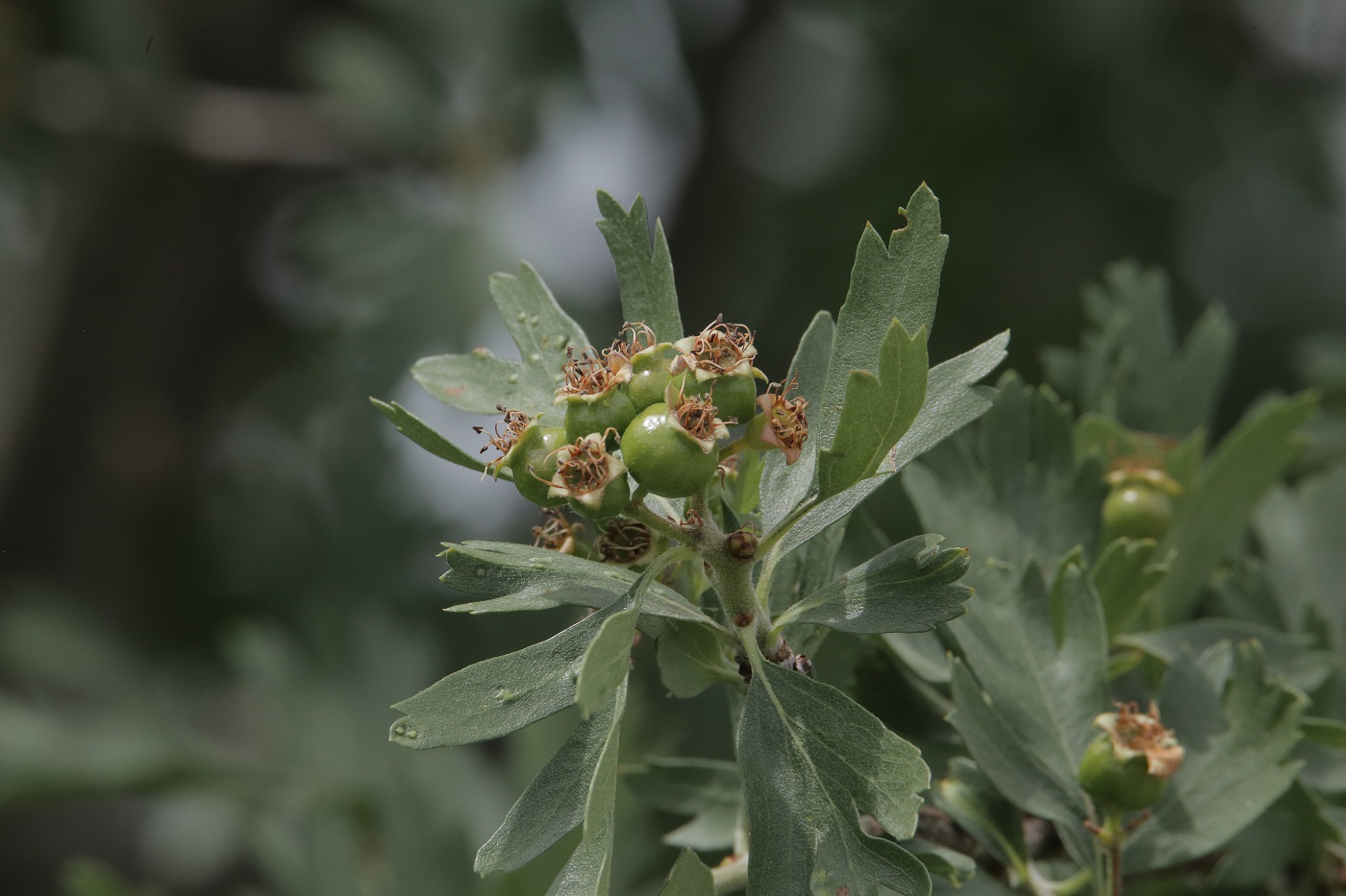 Image of Crataegus pontica specimen.