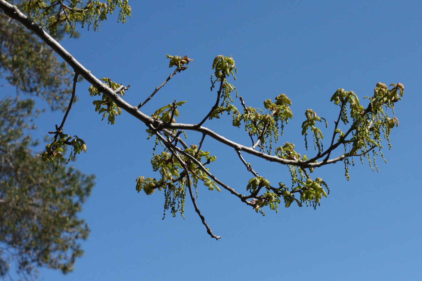 Image of Quercus robur specimen.