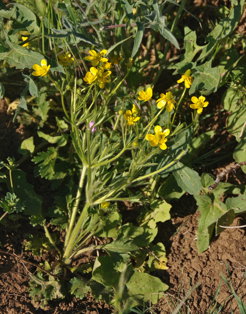 Image of Ranunculus oxyspermus specimen.