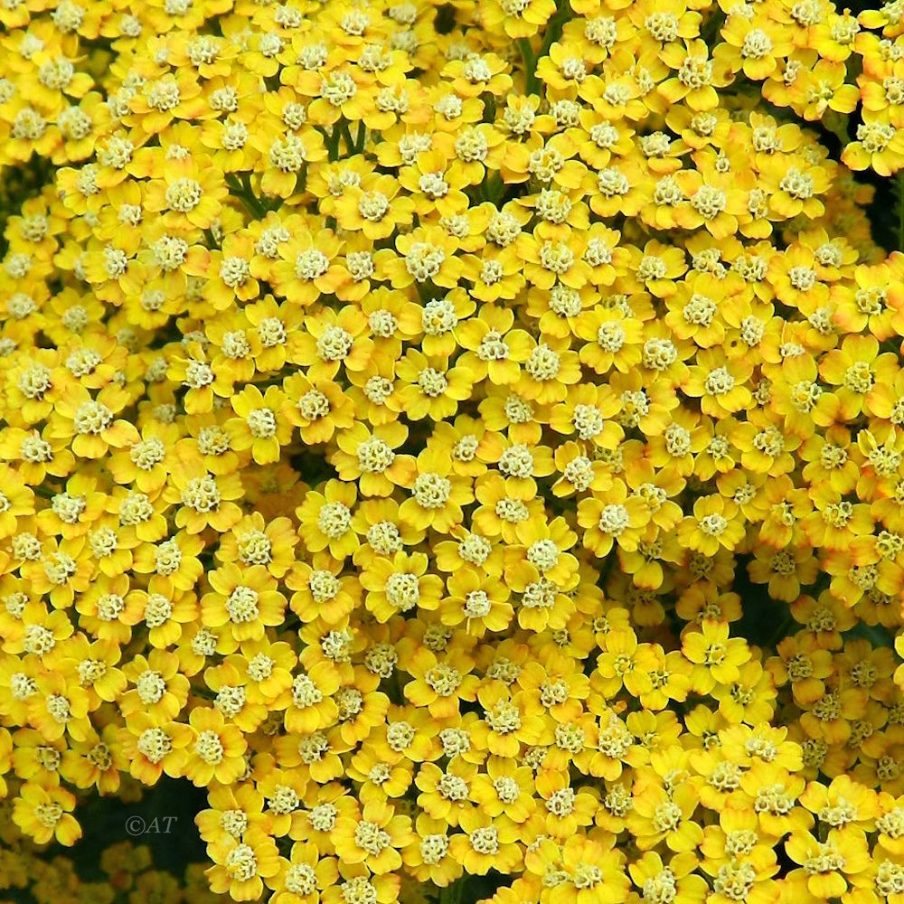 Image of genus Achillea specimen.