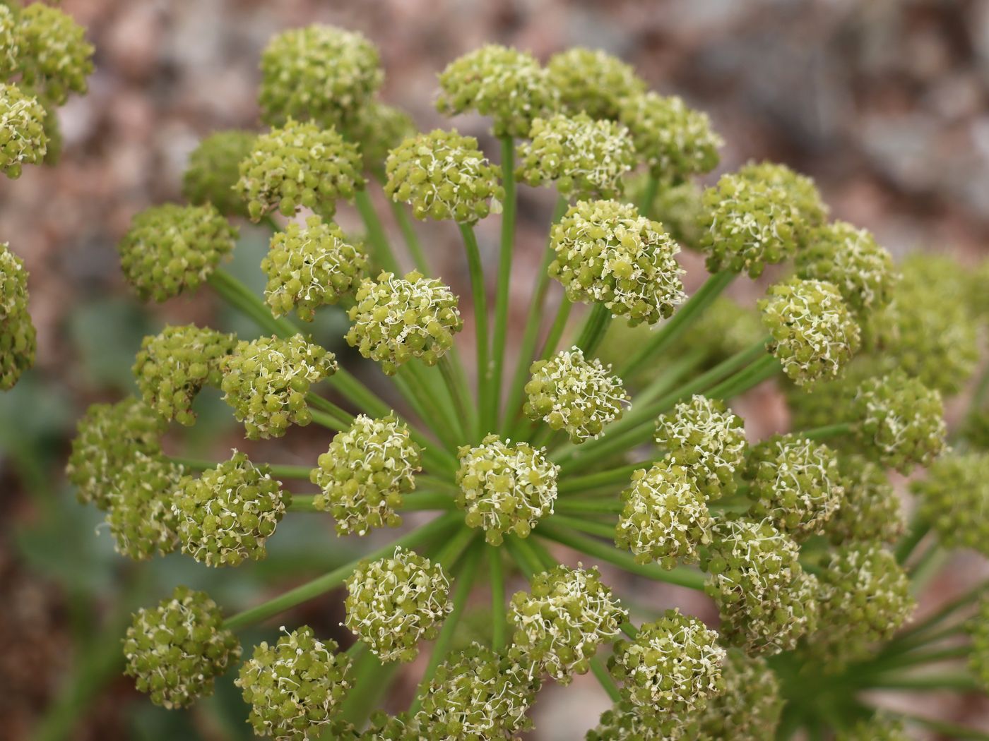 Изображение особи Archangelica brevicaulis.