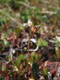 Pedicularis capitata. Прошлогоднее соплодие. Магаданская обл., окр. г. Магадан, п-ов Старицкого, приморская тундра. 20.06.2021.