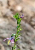 Linum pubescens. Верхушка побега с отцветшими цветками. Израиль, лес Бен-Шемен. 26.04.2019.