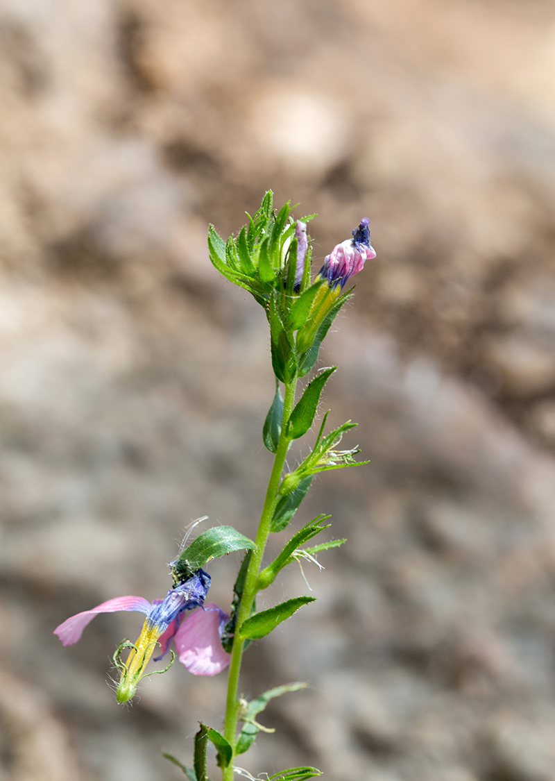 Image of Linum pubescens specimen.