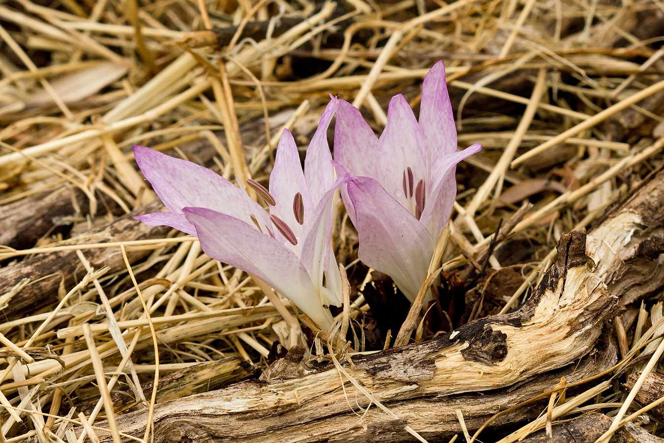 Изображение особи Colchicum macrophyllum.