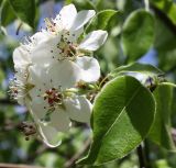 Pyrus pyraster. Соцветие. Белгородская обл., Борисовский р-н, дубрава \"Лес на Ворскле\". 03.05.2010.