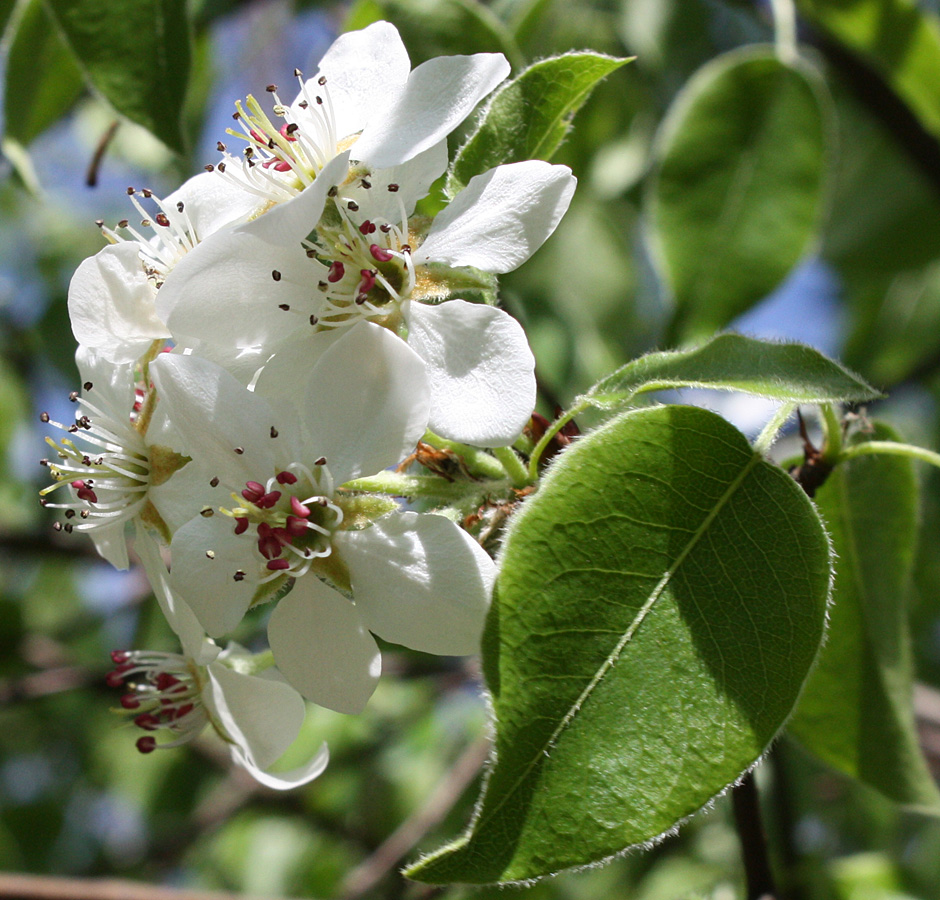 Изображение особи Pyrus pyraster.