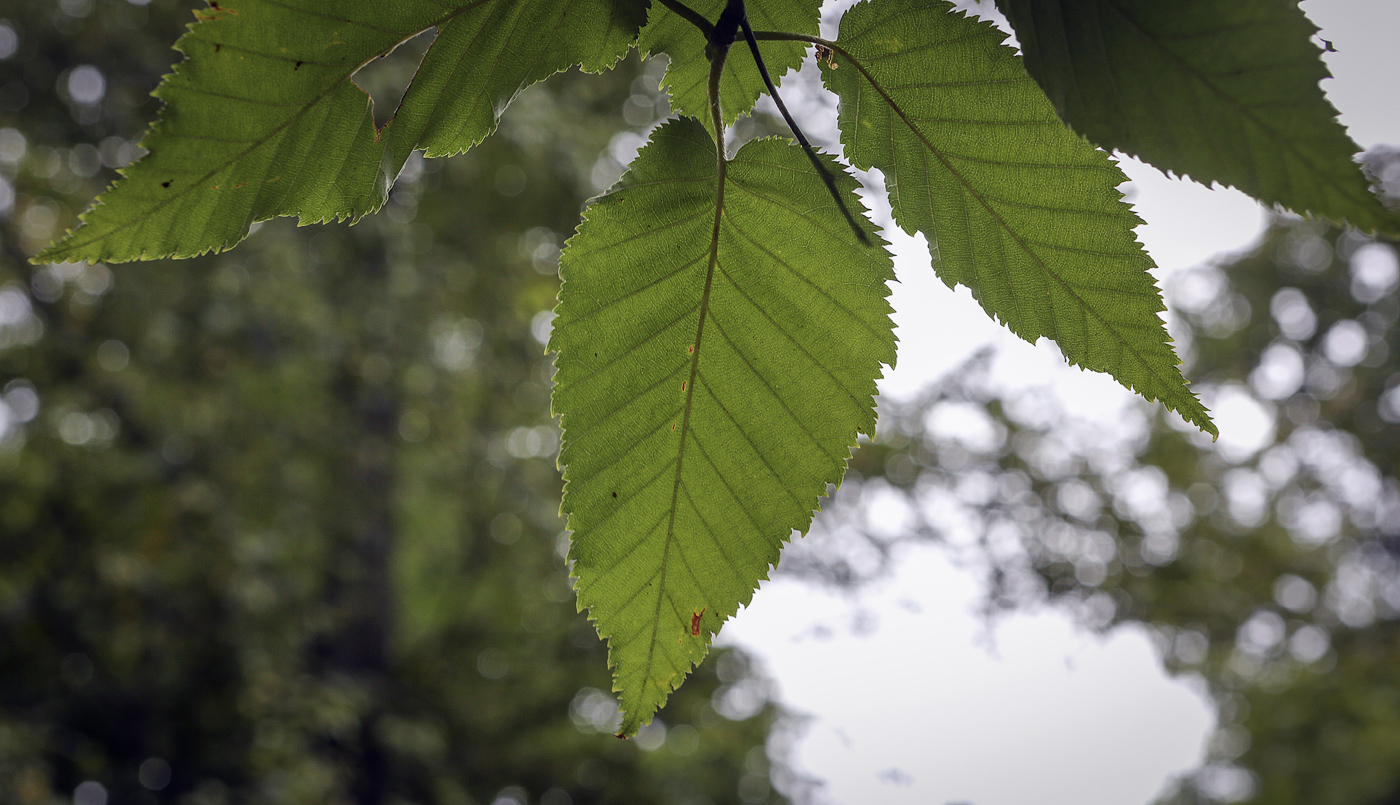 Изображение особи Betula alleghaniensis.