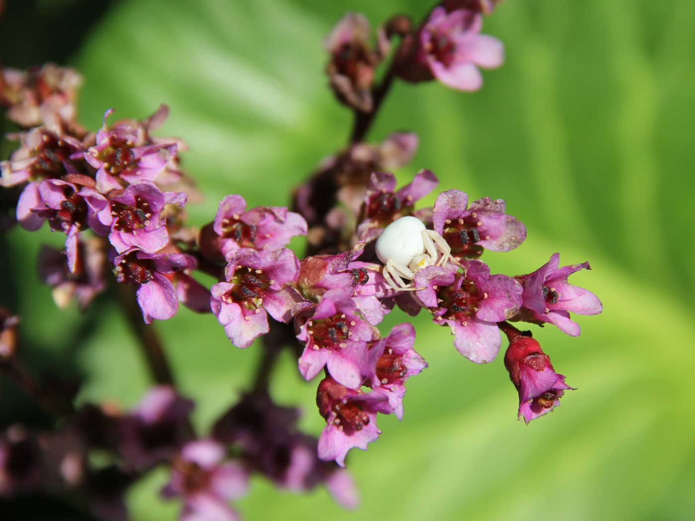 Изображение особи Bergenia crassifolia.