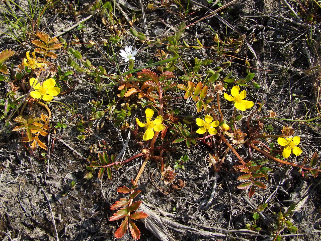 Image of Potentilla anserina ssp. groenlandica specimen.