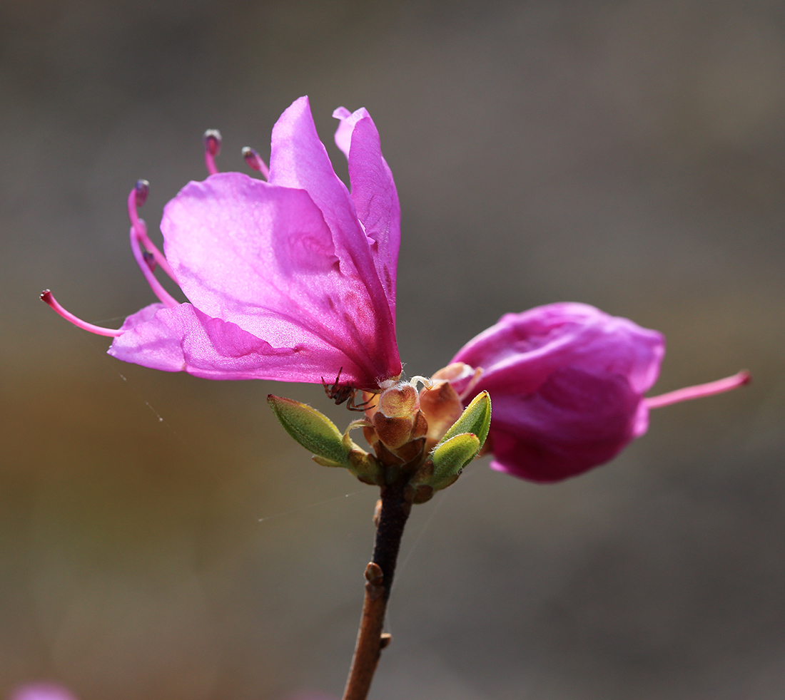 Изображение особи Rhododendron mucronulatum.