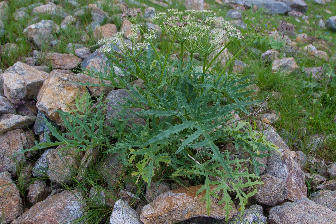 Image of Heracleum freynianum specimen.