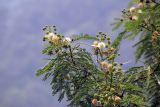 Leucaena leucocephala. Ветви с соцветиями. Бутан, дзонгхаг Тронгса, национальный парк \"Jigme Singye Wangchuck\". 09.05.2019.