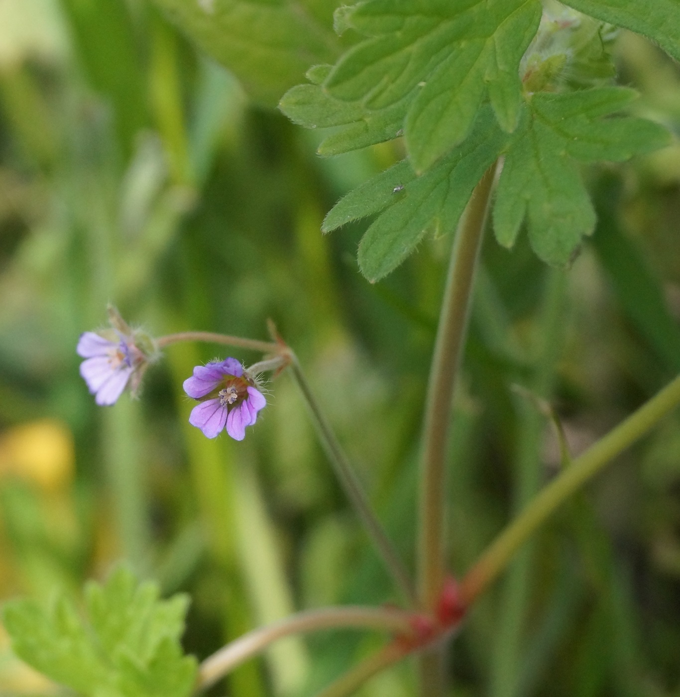 Изображение особи Geranium pusillum.