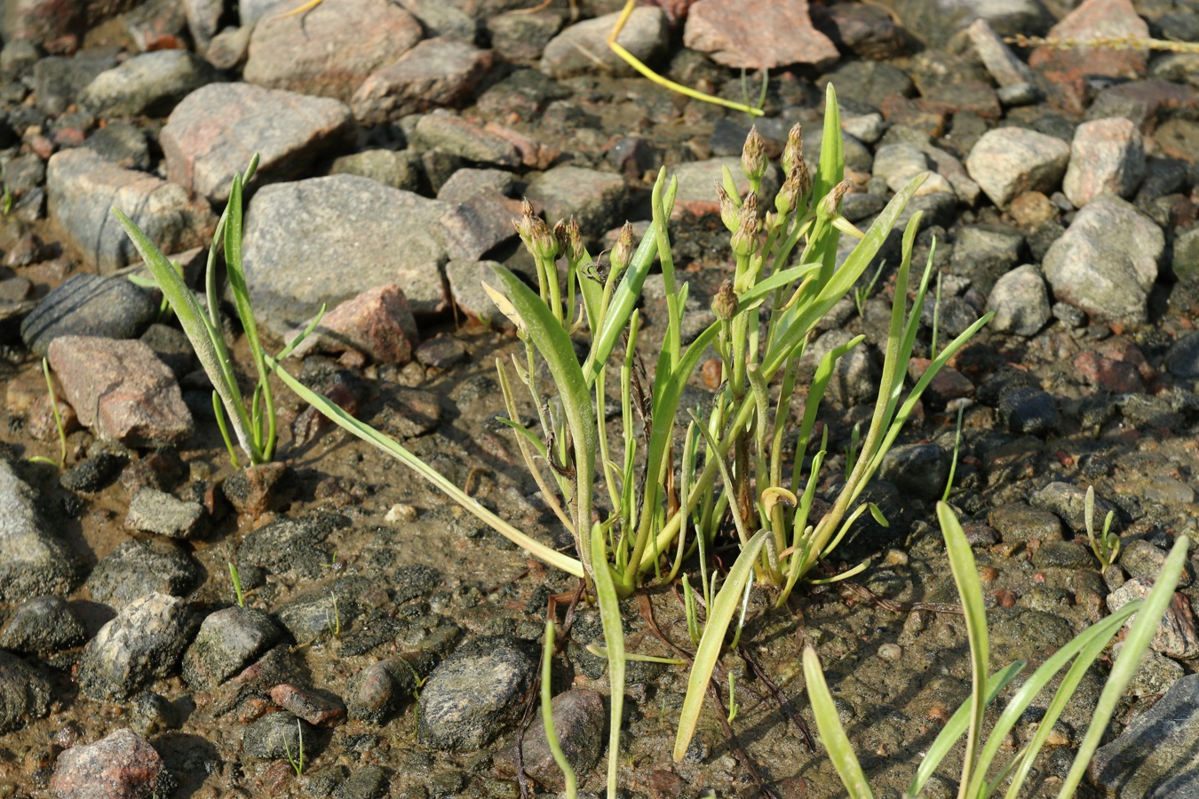 Изображение особи Tripolium pannonicum ssp. tripolium.