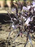 Strobilanthes anisophylla. Верхушка ветви с цветками и бутонами ('Brunetthy'). Испания, автономное сообщество Каталония, провинция Жирона, комарка Баш-Эмпорда, муниципалитет Палафружель, ботанический сад \"Кап-Роч\". 19.03.2023.