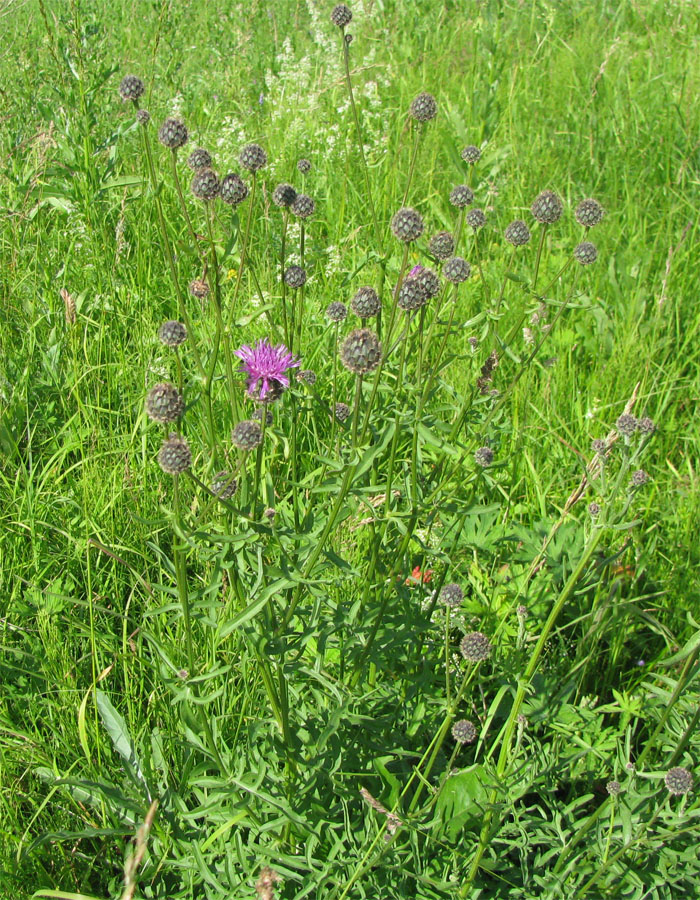 Image of Centaurea scabiosa specimen.