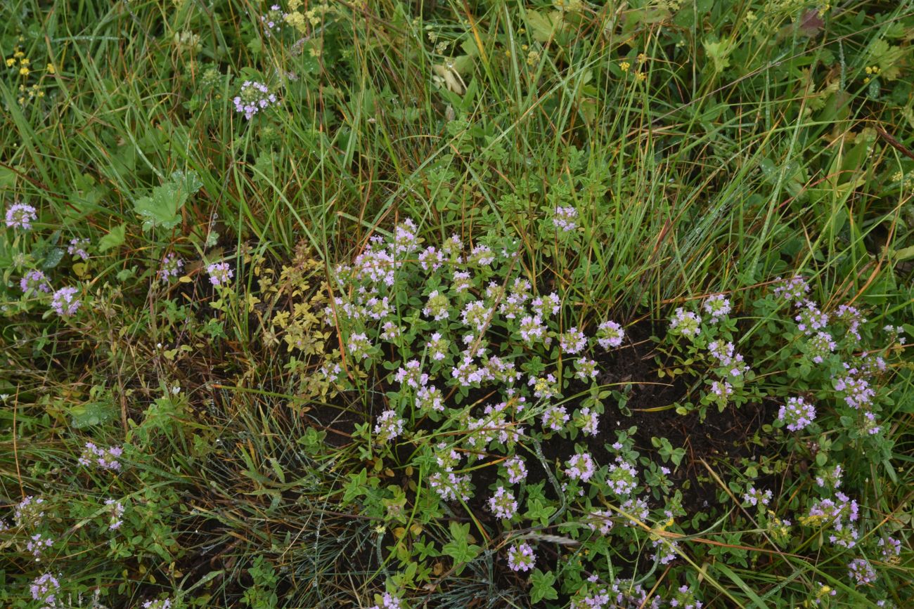 Image of Thymus nummularius specimen.