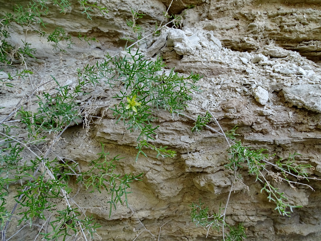 Image of Malacocarpus crithmifolius specimen.