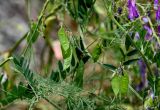 Vicia villosa. Части побегов с незрелыми плодами. Грузия, Самцхе-Джавахети, окр. пещерного монастыря Вардзиа, каменистый участок лугового склона. 13.06.2023.